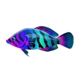 Disco Rock Fish